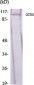GCN5 Polyclonal Antibody